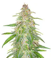 Mandarin Thuggee cannabis seeds
