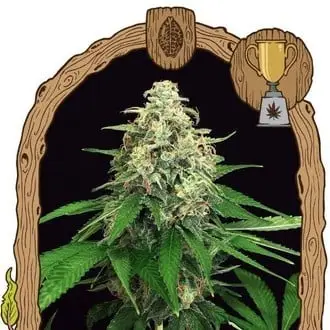 Mango Cream cannabis seeds by Exotic Seed