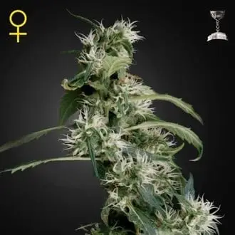 Mango Haze cannabis seeds by Mr. Nice