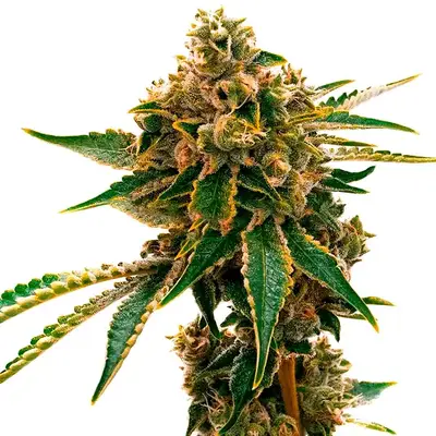 Mango Kush cannabis seeds by Blimburn Seeds