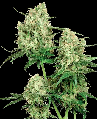 Maple Leaf Indica cannabis seeds
