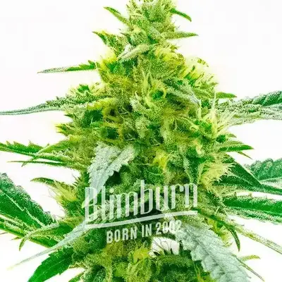 Maple Leaf cannabis seeds by Blimburn Seeds