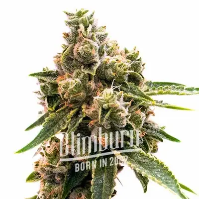 Maracuya cannabis seeds