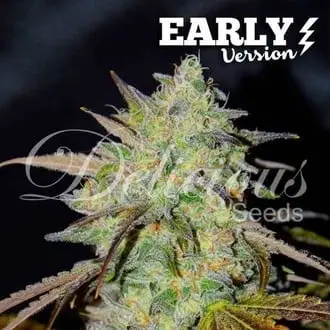 Marmalate Early Version cannabis seeds by Delicious Seeds