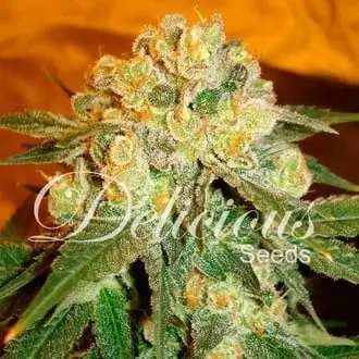 Marmalate cannabis seeds by Delicious Seeds