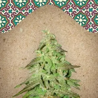 Maroc cannabis seeds by Female Seeds