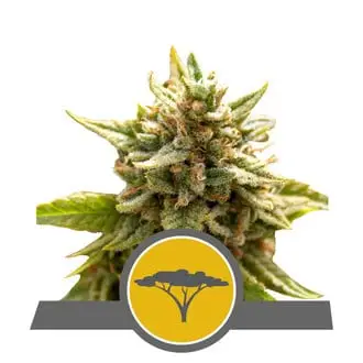 Marula Fruit cannabis seeds by Royal Queen Seeds
