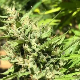 Marula cannabis seeds by Earth Witch Seeds