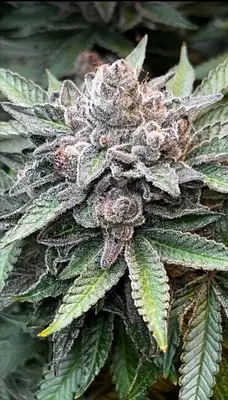 MarVista cannabis seeds
