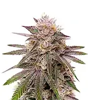 Master Yoda cannabis seeds by Growers Choice Seeds
