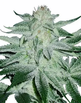 Matanuska Thunder cannabis seeds