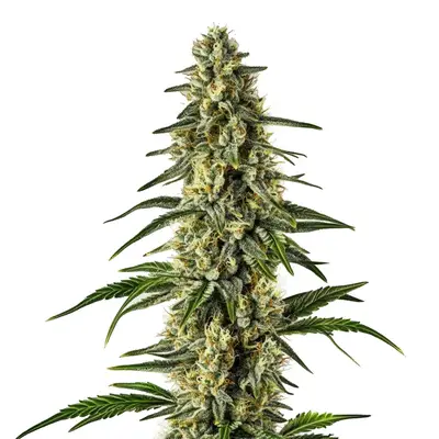 Matanuska Tundra Fast Version cannabis seeds