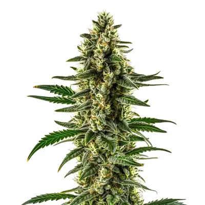 Matanuska Tundra cannabis seeds