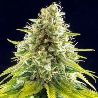 Mataró Blue cannabis seeds