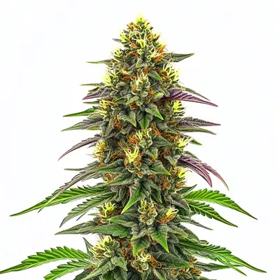Maui Waui cannabis seeds