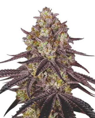 Maui Wowie cannabis seeds
