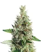 Maui cannabis seeds