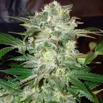 Mazar Kush cannabis seeds by World of Seeds