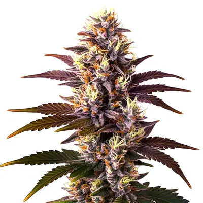 Mazar x Blueberry cannabis seeds