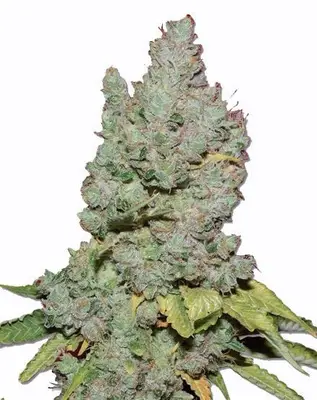 Medi Bud cannabis seeds
