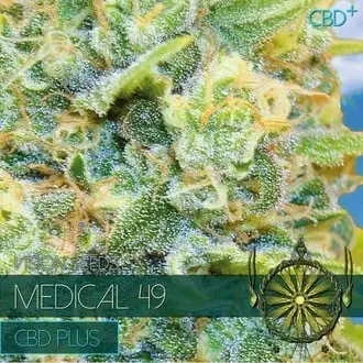 Medical 49 cannabis seeds