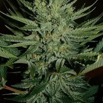 Medicine Man cannabis seeds