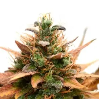 Medijuana CBD cannabis seeds by Sensation Seeds