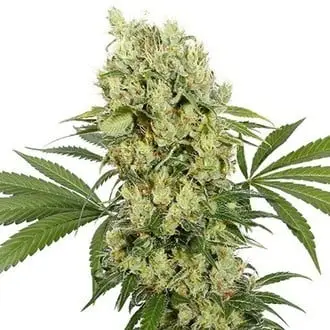 Medikit cannabis seeds by Buddha Seeds