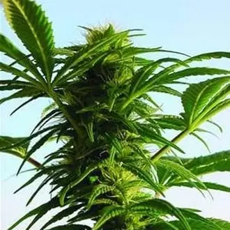 Mega Power Plant cannabis seeds by Spliff Seeds