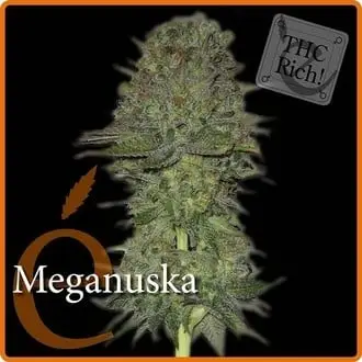 Meganuska cannabis seeds by Elite Seeds