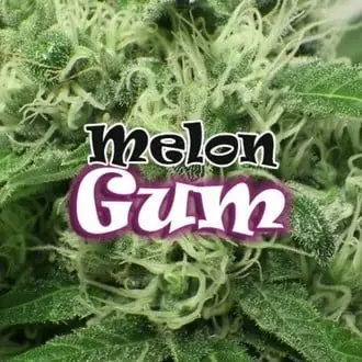 Melon Gum cannabis seeds by Dr. Underground