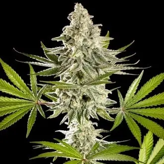 Melonade-K cannabis seeds by Kannabia