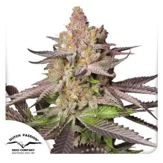 Melonade Runtz cannabis seeds by Dutch Passion
