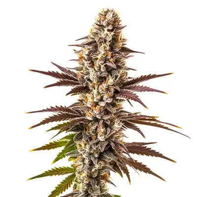 Melonade cannabis seeds by Blimburn Seeds