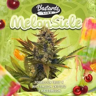 Melonsicle cannabis seeds by T.H. Seeds