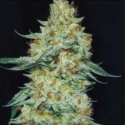 Member Berry RBX1 cannabis seeds