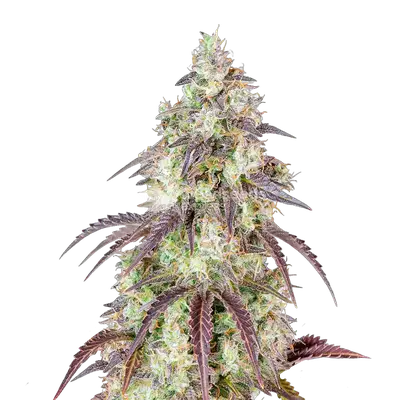 Mendo Breath cannabis seeds
