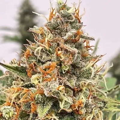 Mendo Butter cannabis seeds