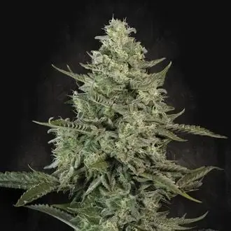 Mendo Crème cannabis seeds
