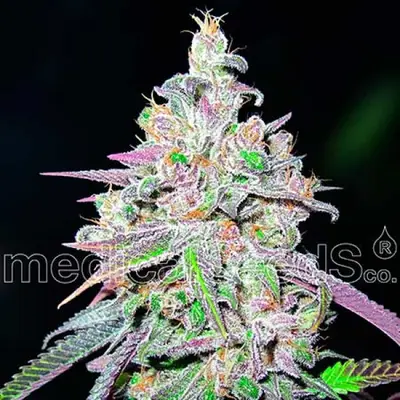 Mendocino Chanel Kush cannabis seeds