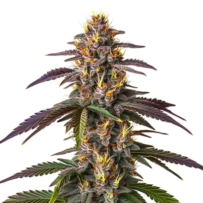 Mendocino Purple Kush cannabis seeds