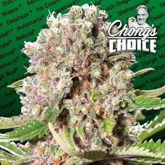 Mendocino Skunk cannabis seeds