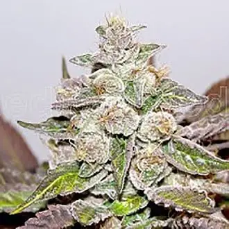 Mendocino x Purple Kush cannabis seeds