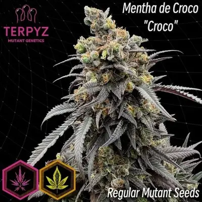 Mentha de Croco 'Croco' Bx cannabis seeds