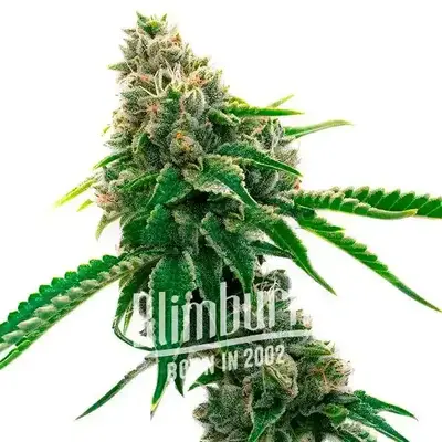 Mexican Haze cannabis seeds by Blimburn Seeds