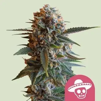 Mexican Rush cannabis seeds by Royal Queen Seeds