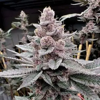 Miami Madness cannabis seeds by Solfire Gardens