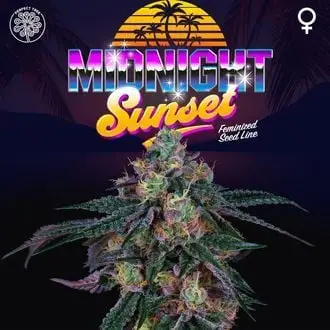 Midnight Sunset cannabis seeds by Perfect Tree