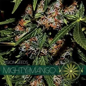 Mighty Mango Bud cannabis seeds by Vision Seeds
