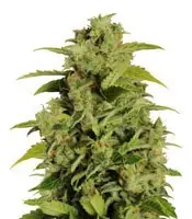 Mikromachine cannabis seeds